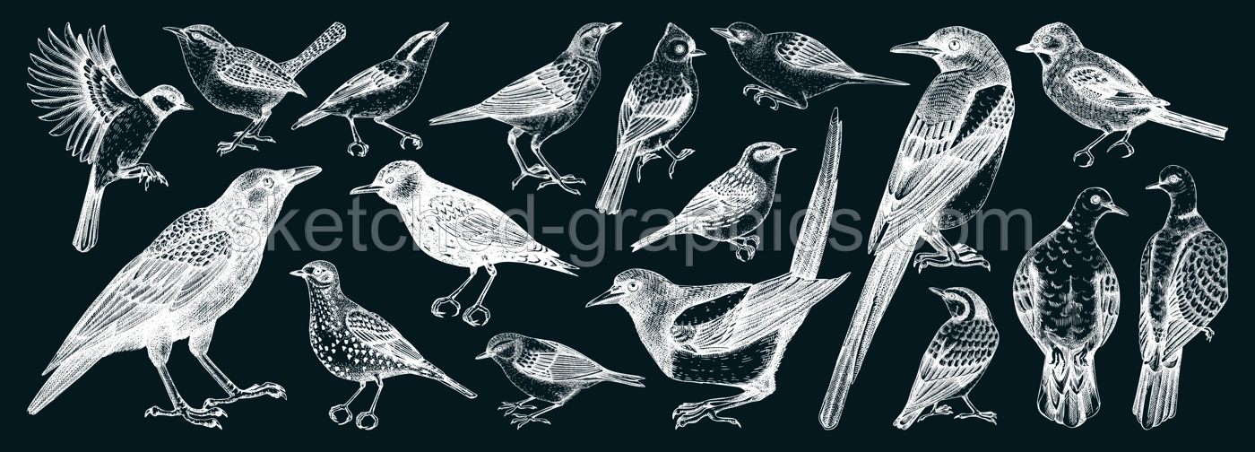 Birds vector sketches. Magpie, dove, sparrow, great tit, raven - wild birds isolated on chalkboard. Hand drawn wildlife illustrations. NOT AI generated Illustration